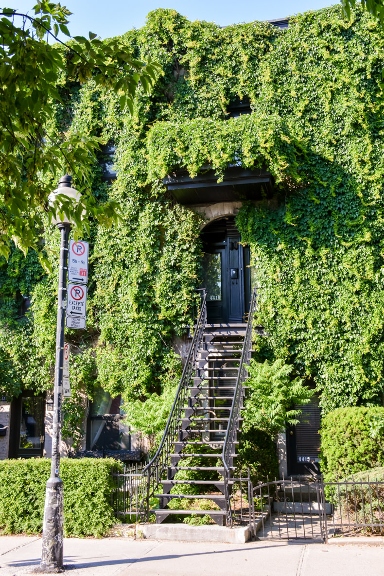 Plateau Mont-Royal été