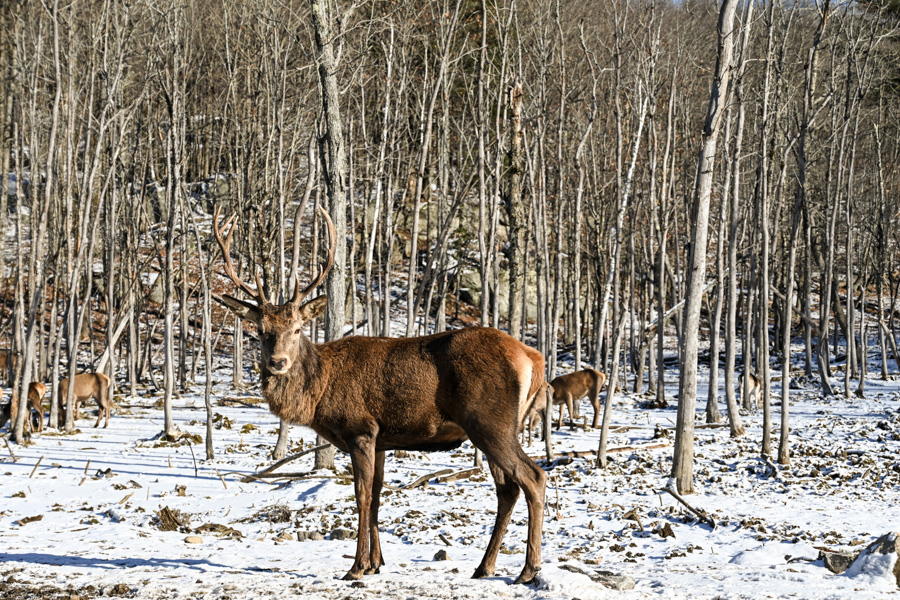 Parc Oméga hiver