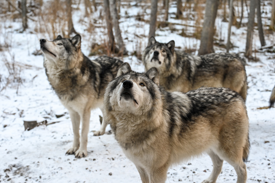 Loups Parc Oméga hiver