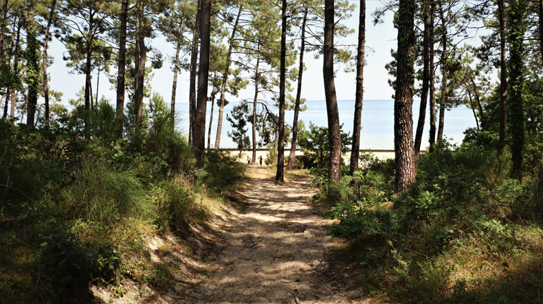 Landes sylvothérapie