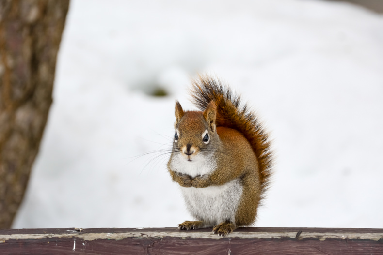 Baluchon hiver Mauricie