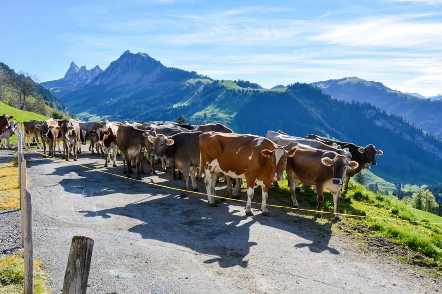 Fromages suisses