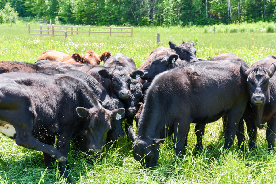 Le Baluchon été ferme