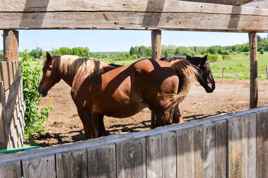 Le Baluchon été ferme chevaux