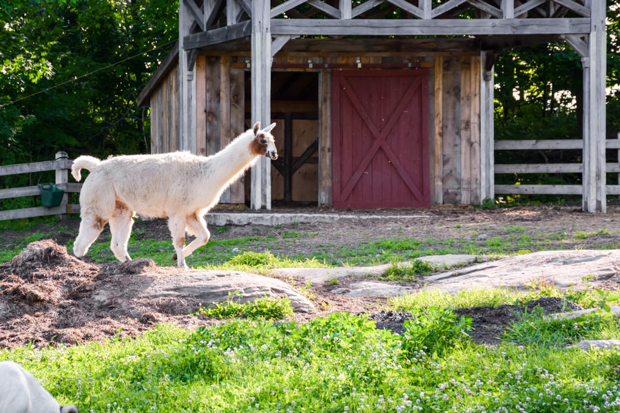 Le Baluchon été lama