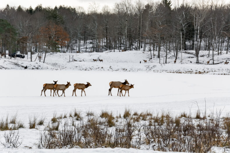 Parc Oméga Hiver