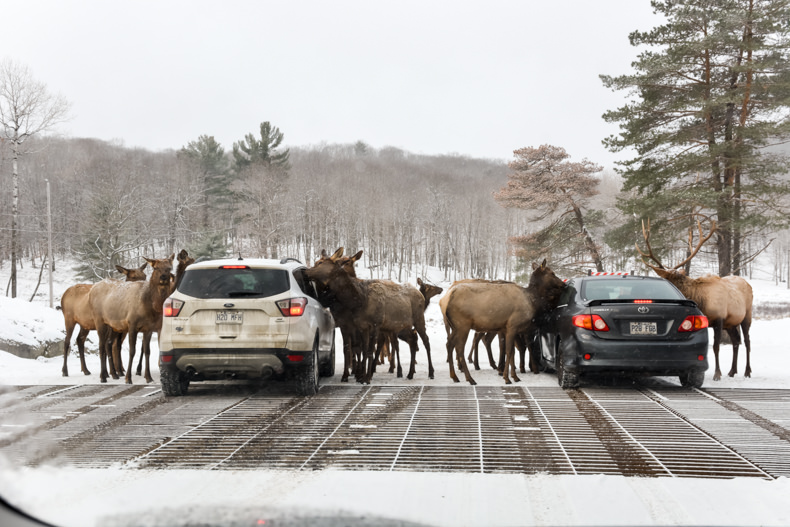 Parc Oméga Hiver