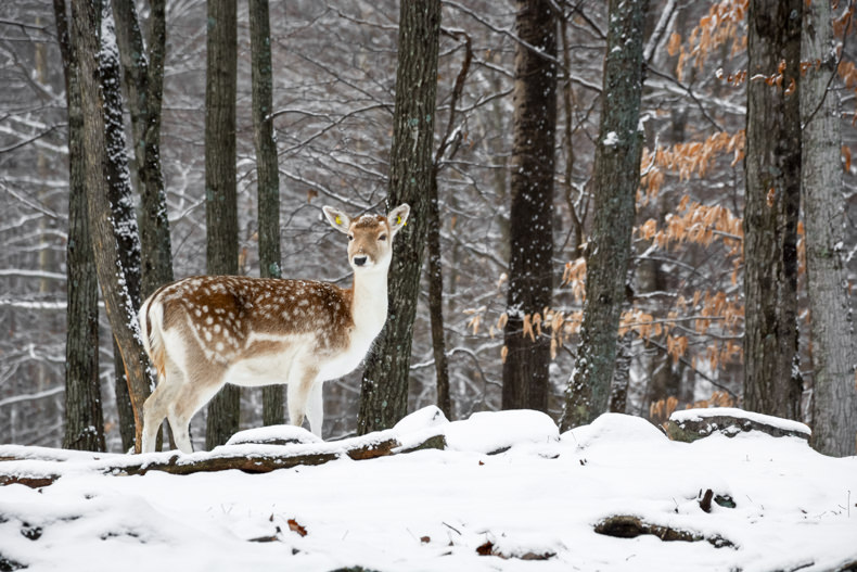 Parc Oméga Hiver