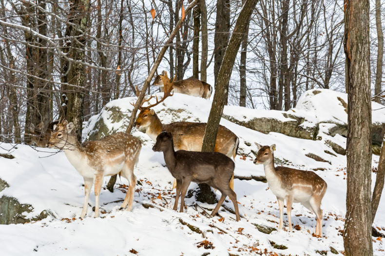 Parc Oméga Hiver