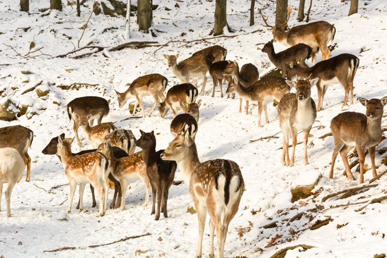 Parc Oméga Hiver