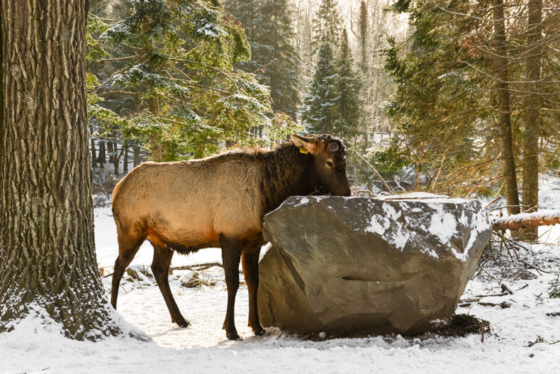 Parc Oméga Hiver