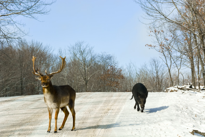 Parc Oméga Hiver