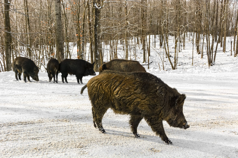 Parc Oméga Hiver