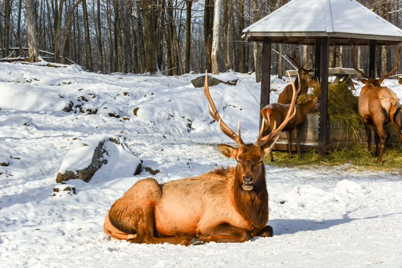 Parc Oméga Hiver