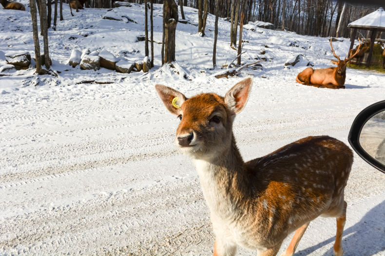 Parc Oméga Hiver