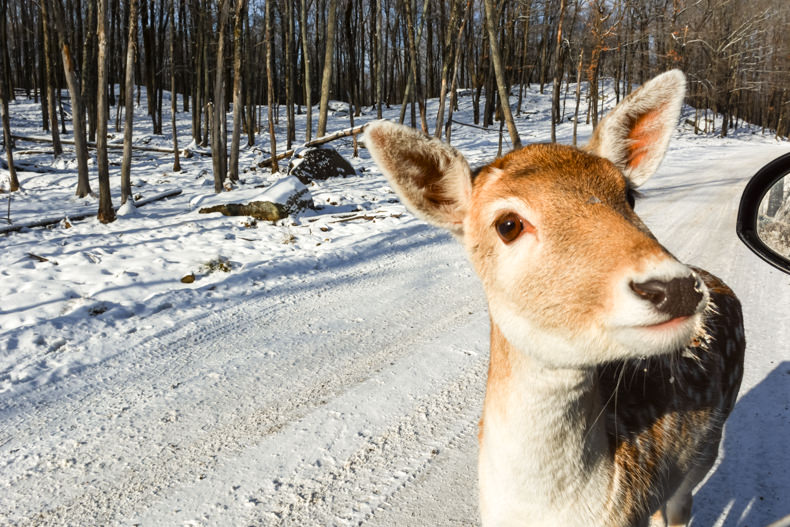 Parc Oméga Hiver