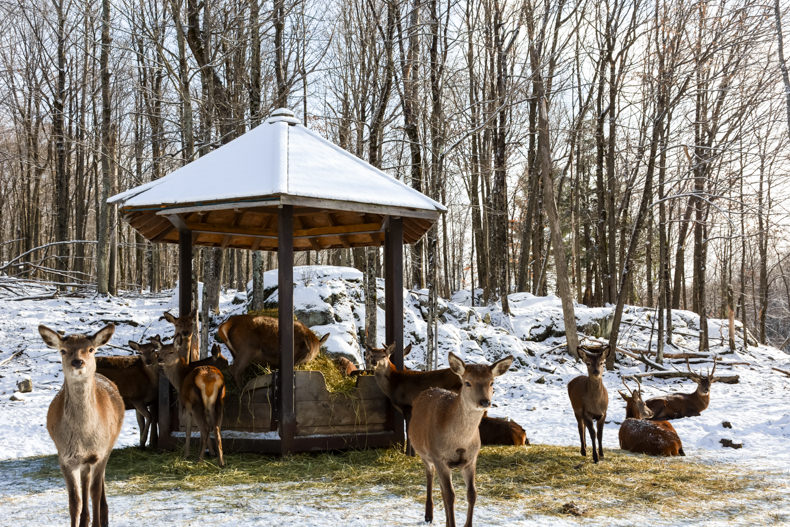 Parc Oméga Hiver