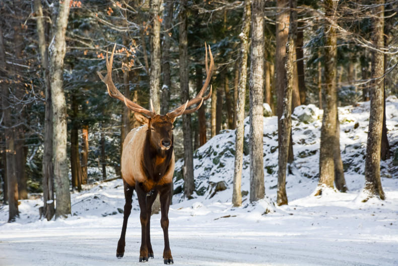 Parc Oméga Hiver