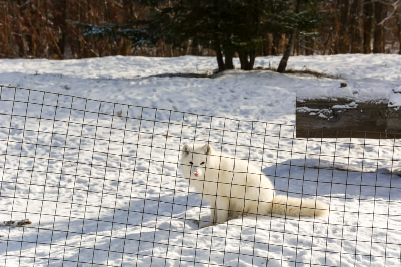 Parc Oméga Hiver