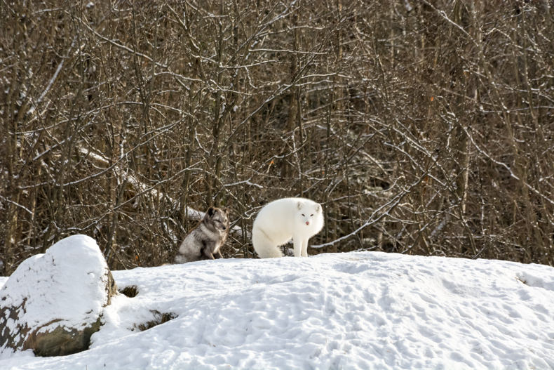 Parc Oméga Hiver