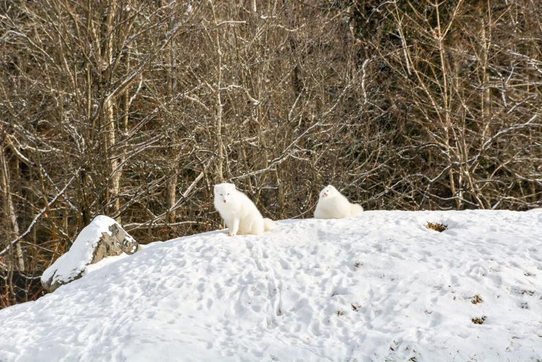 Parc Oméga Hiver