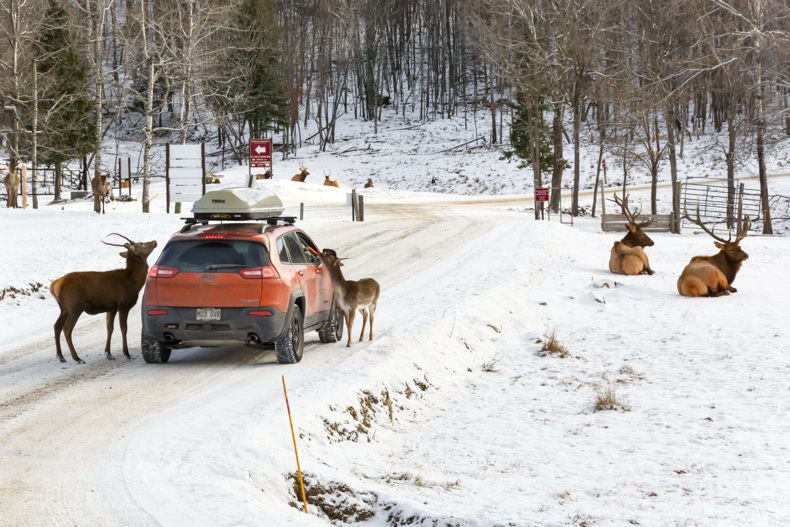 Parc Oméga Hiver