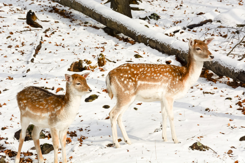 Parc Oméga Hiver