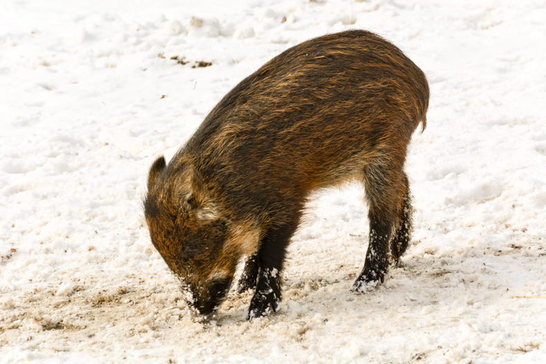 Parc Oméga Hiver