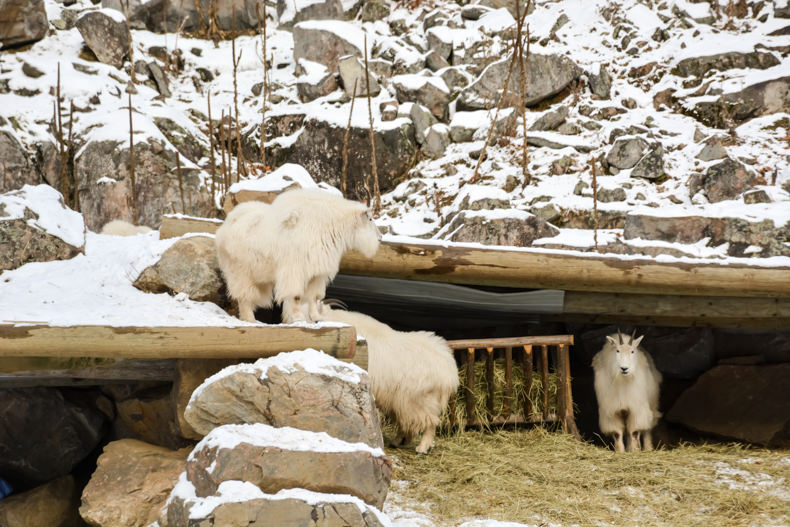 Parc Oméga Hiver