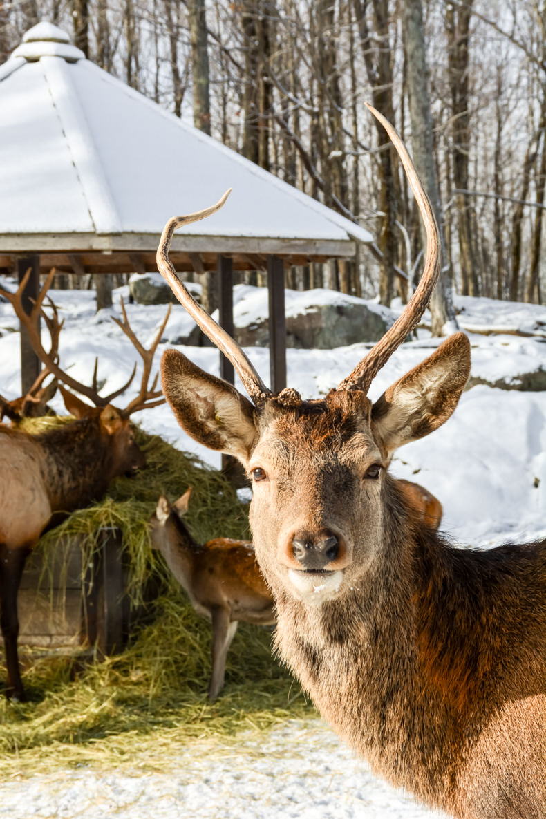 Parc Oméga Hiver