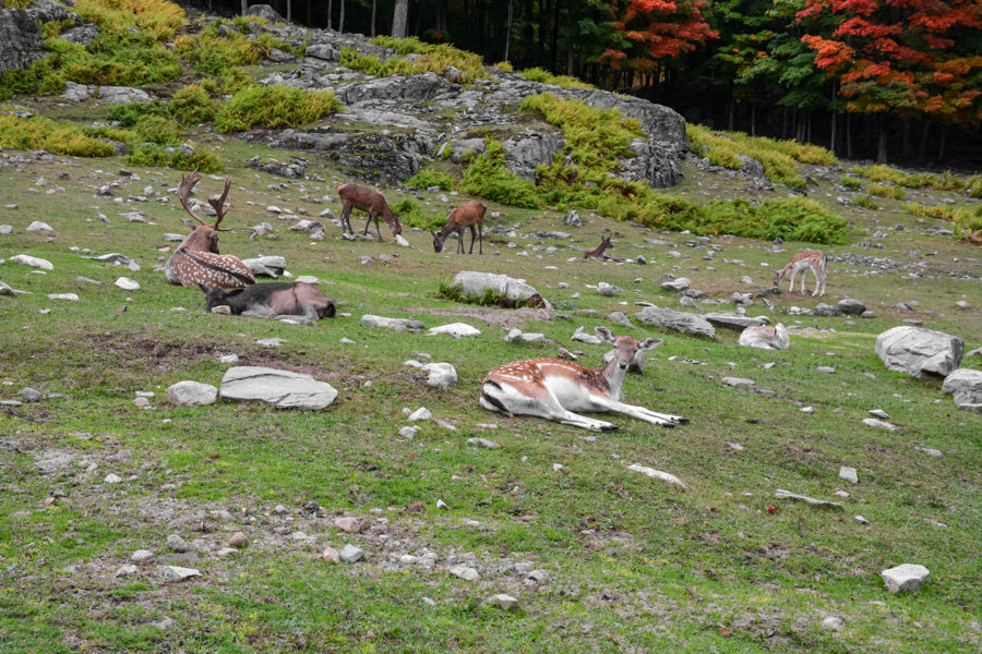 Visiter le Parc Oméga à l'automne