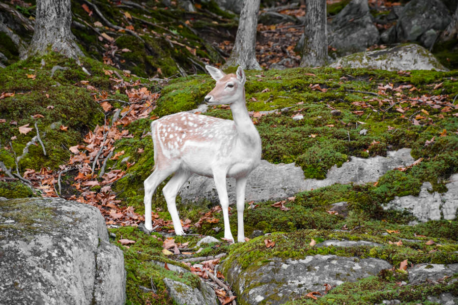 Visiter le Parc Oméga à l'automne