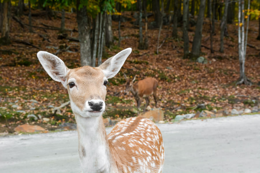 Visiter le Parc Oméga à l'automne