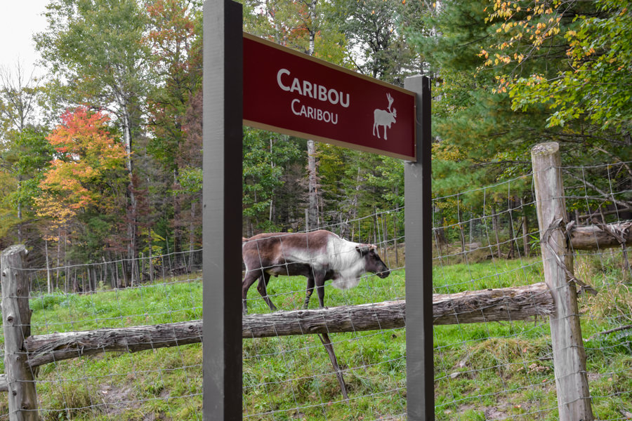 Visiter le Parc Oméga à l'automne