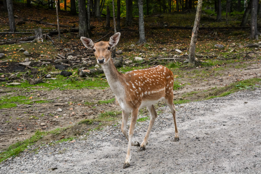 Visiter le Parc Oméga à l'automne