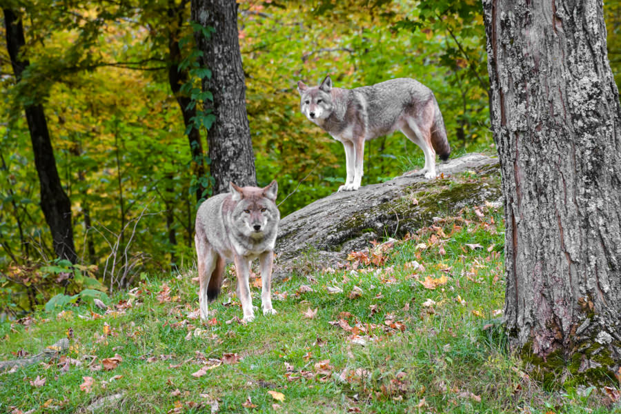 Loups Parc Oméga Automne