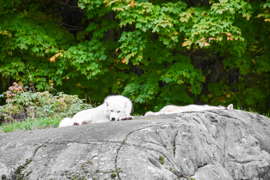 Visiter le Parc Oméga à l'automne