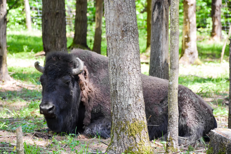 Bison Parc Oméga