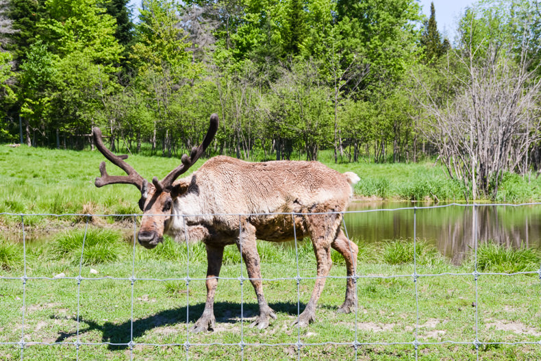 Orignal Parc Oméga