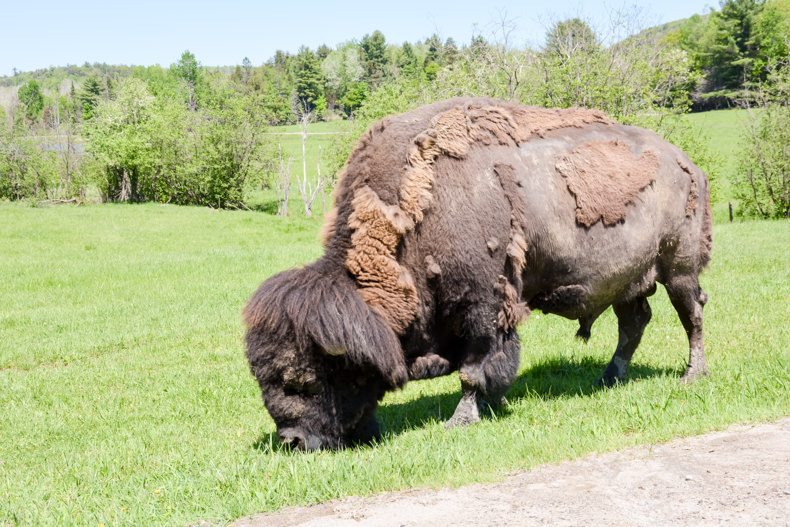 Boeuf Musqué Parc Oméga