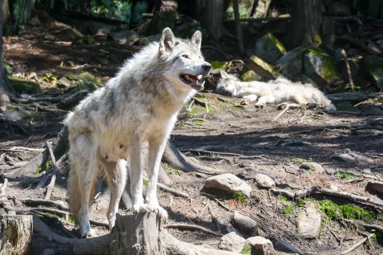 Loups Parc Oméga