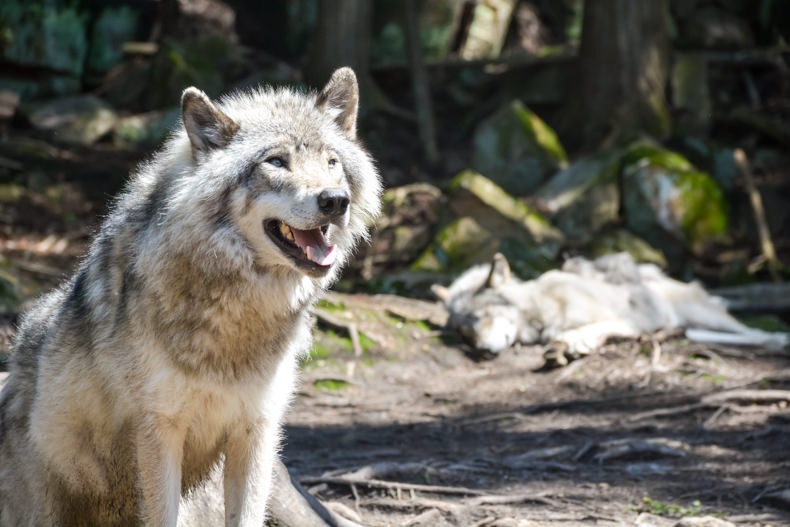 Loups Parc Oméga