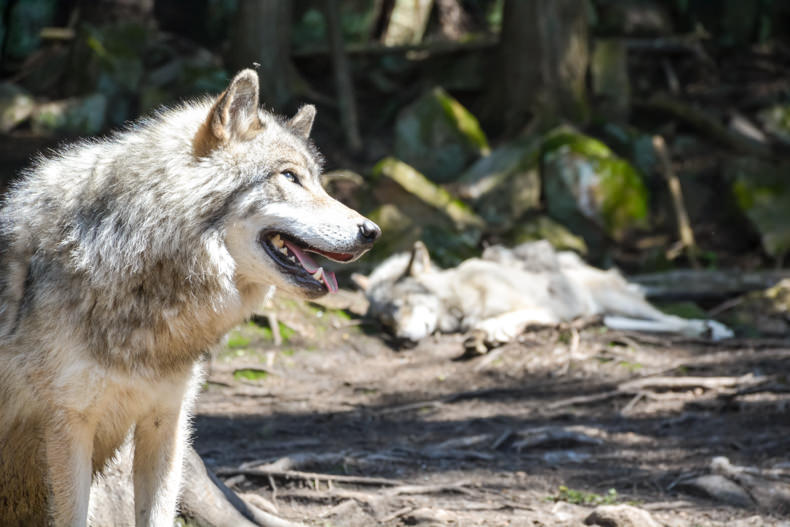 Loups Parc Oméga