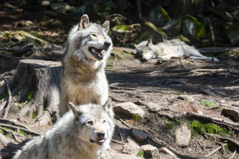 Loups Parc Oméga