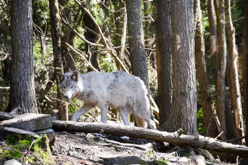 Loups Parc Oméga