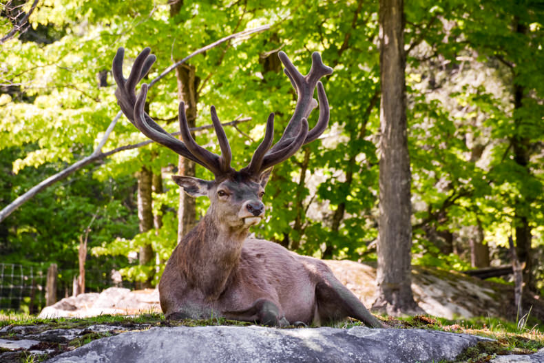 Wapiti Parc Oméga