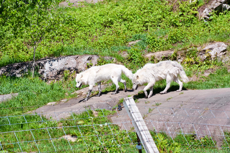 Loups Parc Oméga