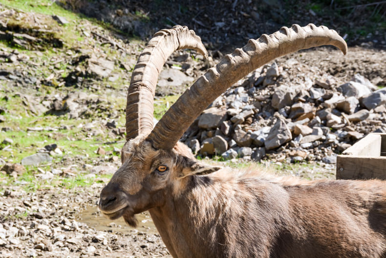 Bouquetin des Alpes Parc Oméga