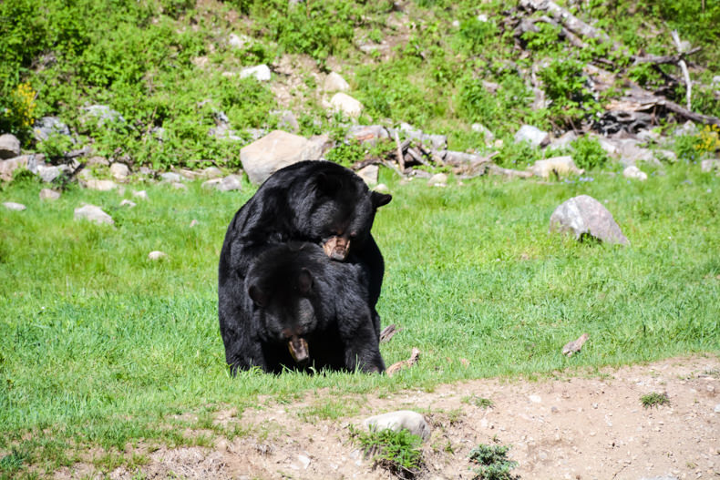 Ours noir Parc Oméga