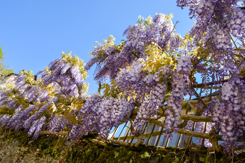 Conques au printemps